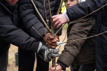 Children's hands planting a tree for Arbor Day
