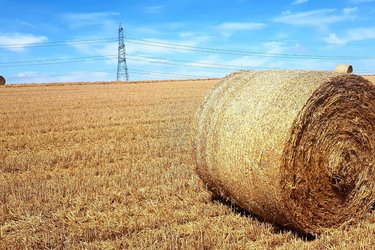 Hay bale in a wheat field